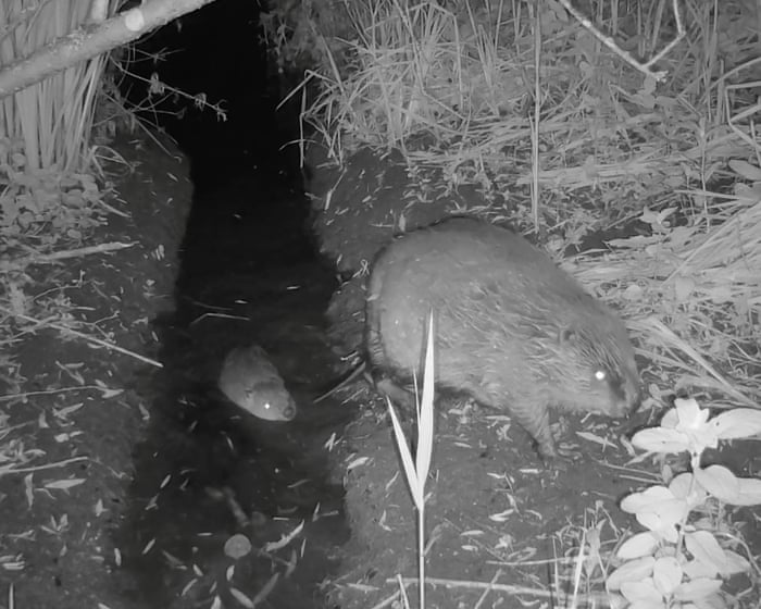 Wild beaver kits born in Norfolk for first time in more than 500 years