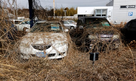 Abandoned cars are covered by weeds in Okuma in the wake of the triple disaster