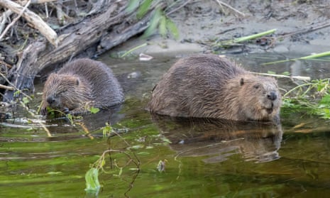 Beavers swimming