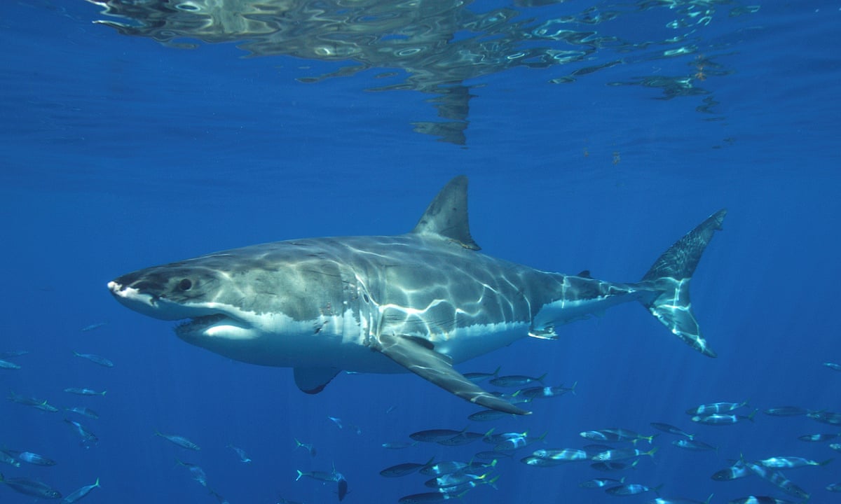 Western Australia Shark Attack Victim Gary Johnson Was An Experienced Scuba Diver Environment The Guardian