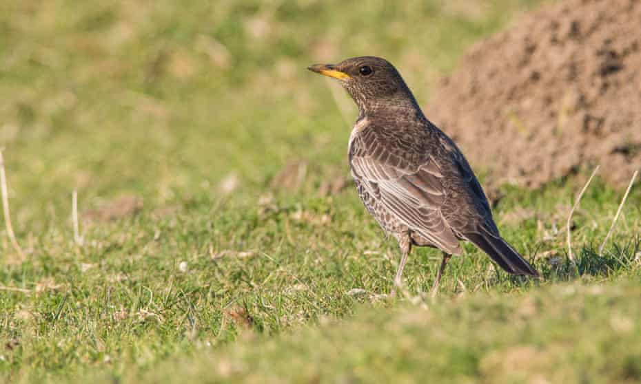 The star of the show: a female ring ouzel