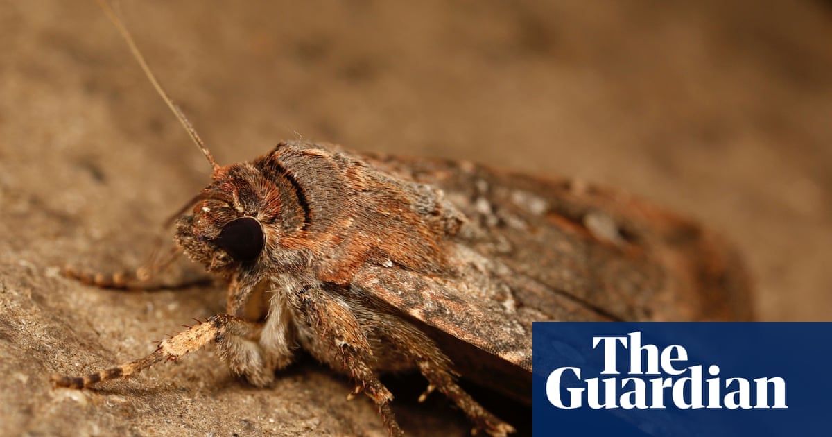 Black felt and a fake night sky: how scientists proved bogong moths use the stars to navigate to unknown lands