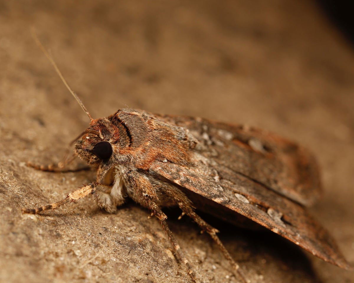 bogo melanotan 2 for Sale The Bogong moth follows the