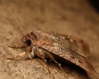 ‘Every moth is precious’: why are there so many bogong moths, and how can you safely remove them from your home?