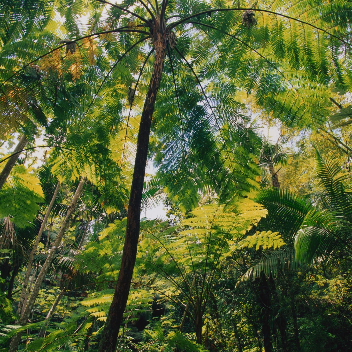 Insect Collapse We Are Destroying Our Life Support Systems