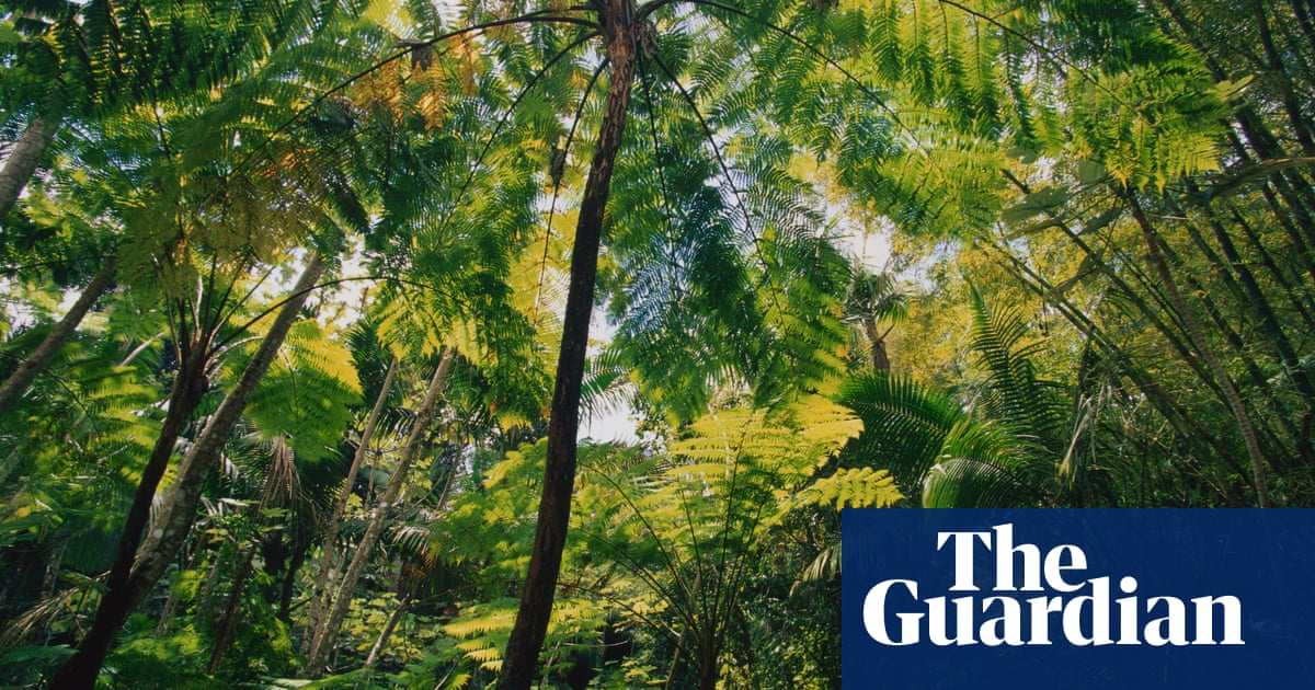 Insect collapse: ‘We are destroying our life support systems’