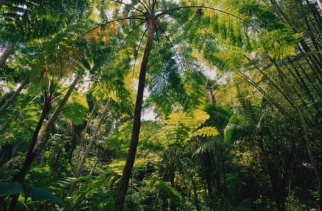 El Yunque national forest in Sierra de Luquillo, Puerto Rico