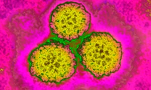 The human papilloma virus is linked to cervical cancer and 5% of all cancers worldwide