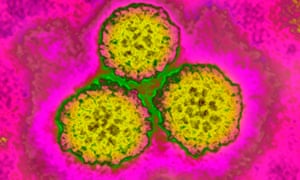 El virus del papiloma humano está relacionado con el cáncer de cuello uterino y 5% de todos los cánceres en el mundo