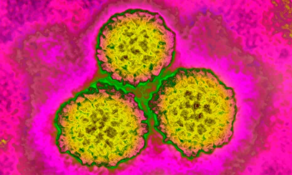 The human papillomavirus (HPV), which causes virtually all cervical cancers. 