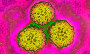 Widespread take-up of the human papilloma virus vaccine should mean thousands of people will no longer develop cervical, oral and anal cancer, say experts. 4154.jpg?width=300&quality=85&auto=forma