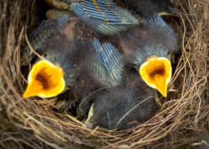 Young robins wait to be fed in their nest in Wiesbaden, Germany