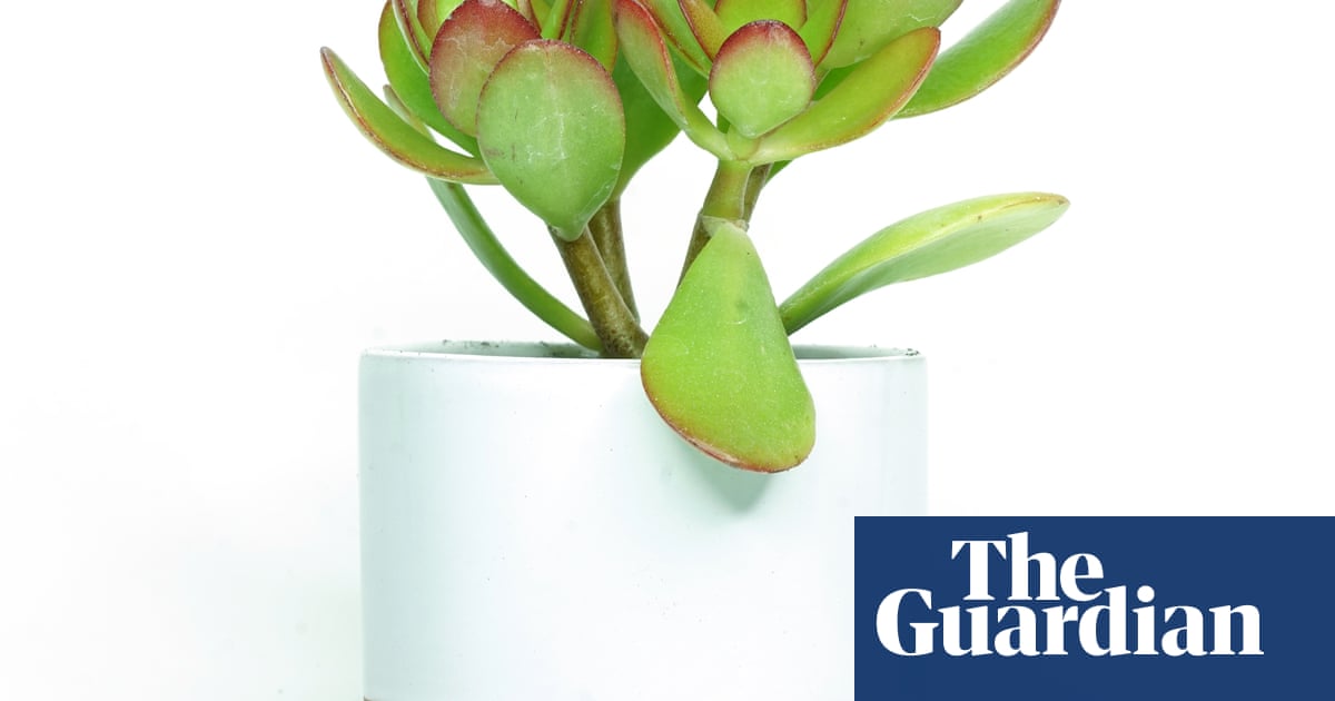 Houseplant clinic: My jade plant looks jaded