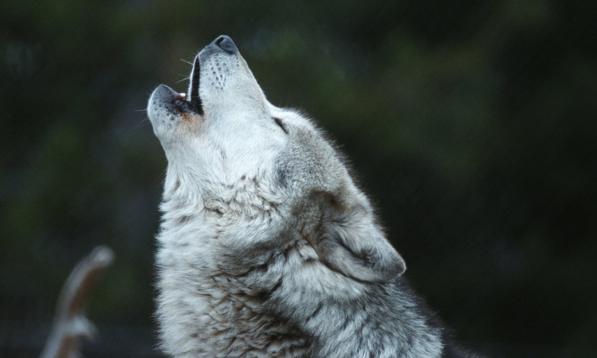 Wyoming Wolves Slaughter 19 Elk In Rare Surplus Killing Say Wildlife Officials Wyoming The Guardian