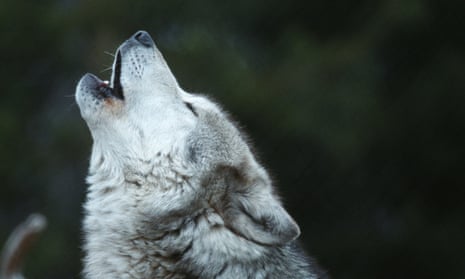 Wolves were first listed as endangered 45 years ago, when the population dropped to 1,000 individuals in the continental 48 states. 