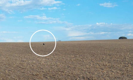 A black dot with a white circle drawn around it on a large field