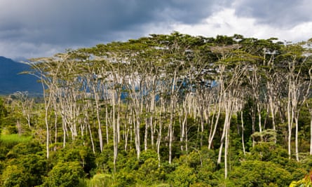 Baliem Valley, West Papua: tall trees rise out of lower green foliage.