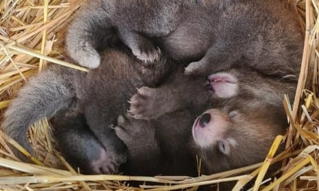 Red panda cubs born at Whipsnade zoo