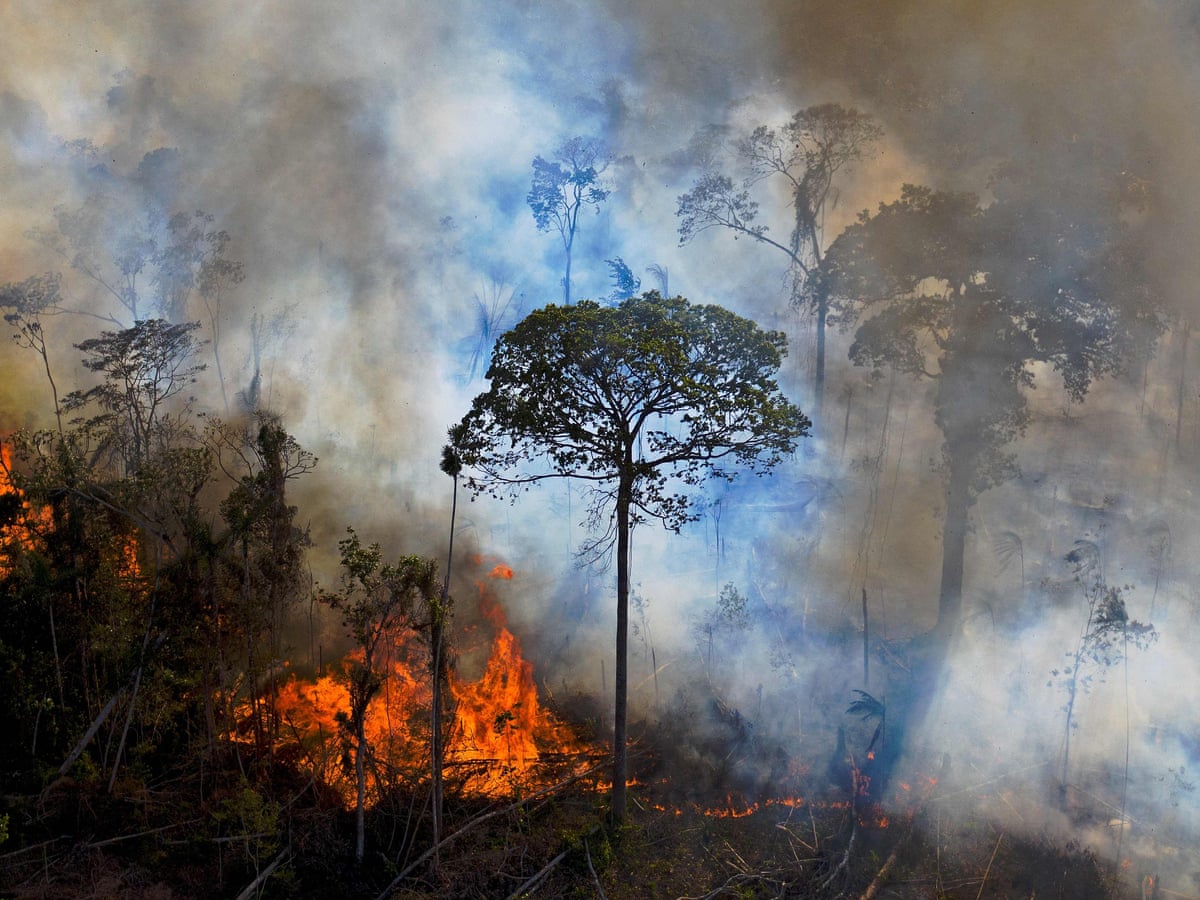 Fires could lock vast parts of the Amazon into ‘treeless state’
