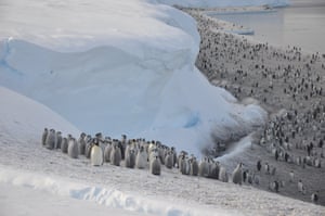 Emperor penguins on the sea ice close to Halley Research Station on the Brunt Ice Shelf. Antarctica’s emperor penguin population may be decreasing faster than thought, and they are expected to be extinct by the end of the century, reveals British Antarctic Survey. Computer modelled projections point to the species approaching extinction by 2100. New analysis of satellite imagery suggests the birds’ numbers have declined by a staggering 22 per cent over a 15-year period in a key sector of the continent – encompassing the Antarctic Peninsula, Weddell Sea and Bellingshausen Sea