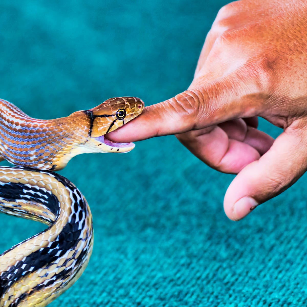 Beware Of The Cobra Why Snakebites Are Soaring In The UK Health beware-of-the-cobra-why-snakebites-are-soaring-in-the-uk-health