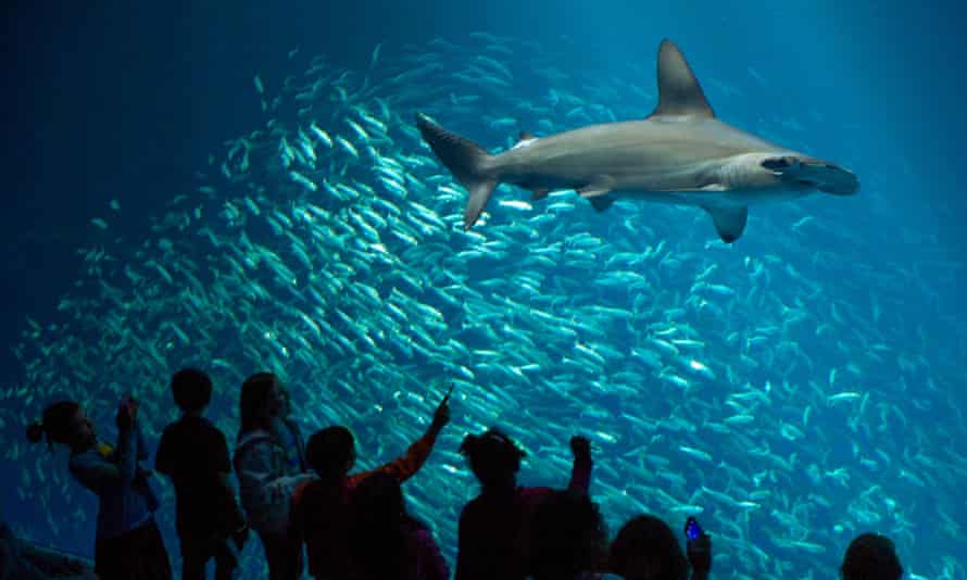 Aquariums Report Wave Of Webcam Visits Amid Covid Shutdown Marine Life The Guardian
