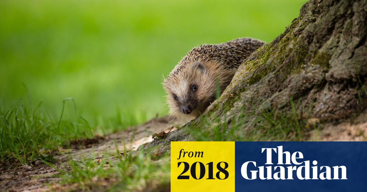 Most of countryside now devoid of hedgehogs, study finds Biology Diagrams