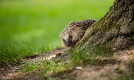 Hedgehog emerging from behind a tree.
