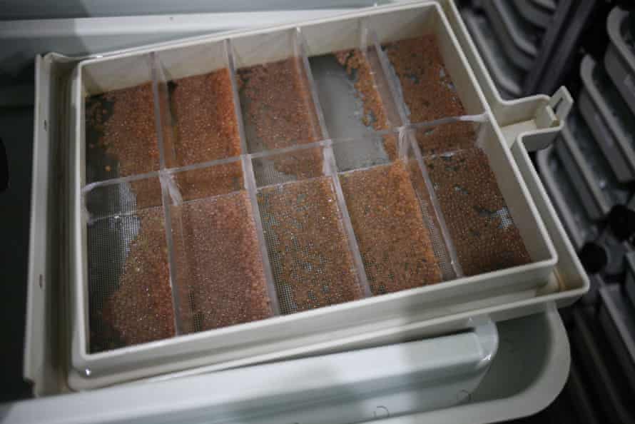 Trays of trout eggs, laid by male brook trout in Idaho’s Hayspur fish hatchery