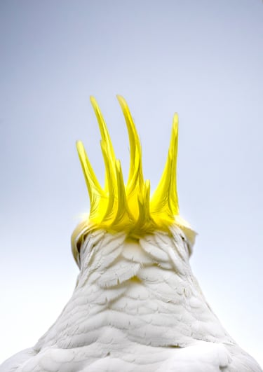 The back of a cockatoo's neck