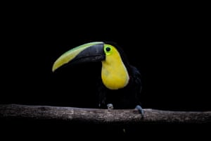 A yellow-throated toucan