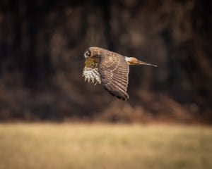 Connecticut, US ‘A northern harrier glides low over grassland hunting for food at Duck Marsh Preserve in Pomfret.’