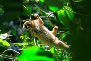 A Javan slow loris – one of the world’s most endangered species – is released in Mount Salak national park after it was confiscated from illegal pet traders in West Java, Indonesia
