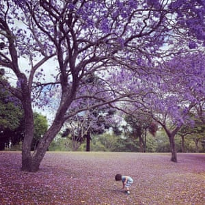 Jacaranda Trees In Bloom Photographs From Guardian Australia Readers Environment The Guardian Jacaranda Trees In Bloom Photographs From Guardian Australia Readers Environment The Guardian