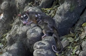 Um gambá cinza de quatro olhos (gambá Philander) e seus filhotes são soltos em seu habitat natural em Chinandega, Nicarágua.