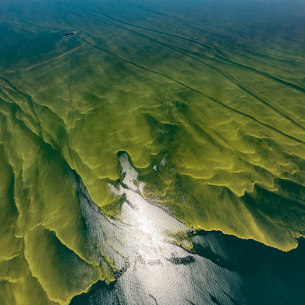 Algal Blooms Under Microscope