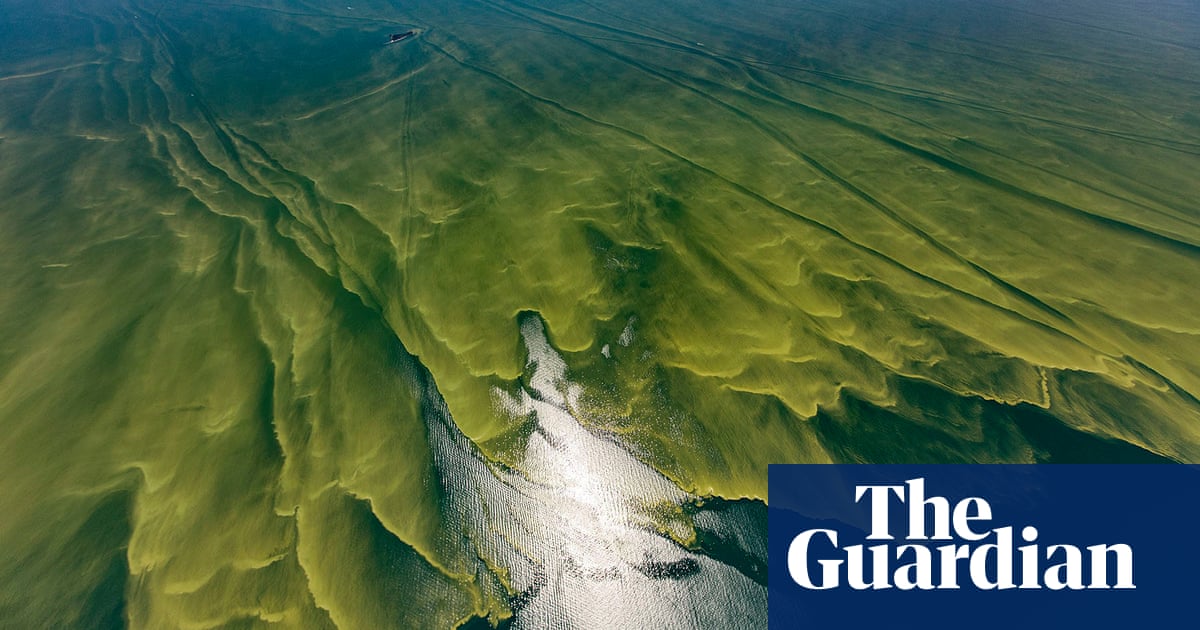 Lethal algae blooms – an ecosystem out of balance - The Guardian