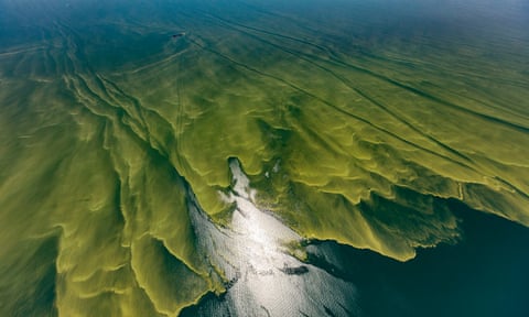 A harmful algae bloom in Lake Erie