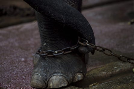 An elephant is chained while performing in Yangon zoo during a special celebration in front of a crowd