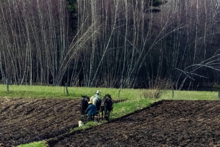 Amish farmer plowing with a team of three work horses in central Michigan, USA.