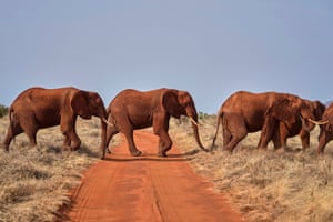 A group of elephants cross a track