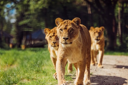 Three lions walking