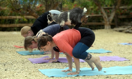 A sunnymount pygmy goat stands on the back of a woman during the goat yoga class at the RHS Malvern spring festival earlier this year.