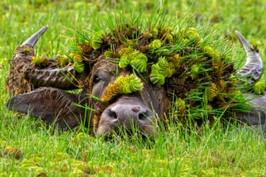 Asian Water Buffalo surfacing from a green lake wearing a bonnet of flowers