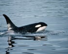 Killer whales seen grooming each other with kelp in first for marine tool use