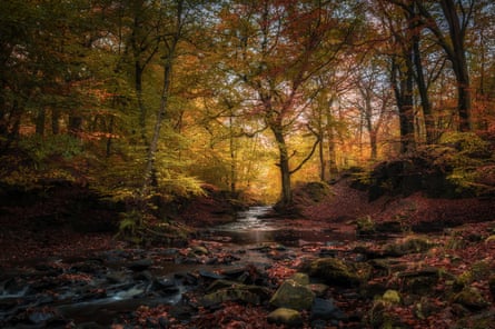 Autumnal woods and stream and rocks