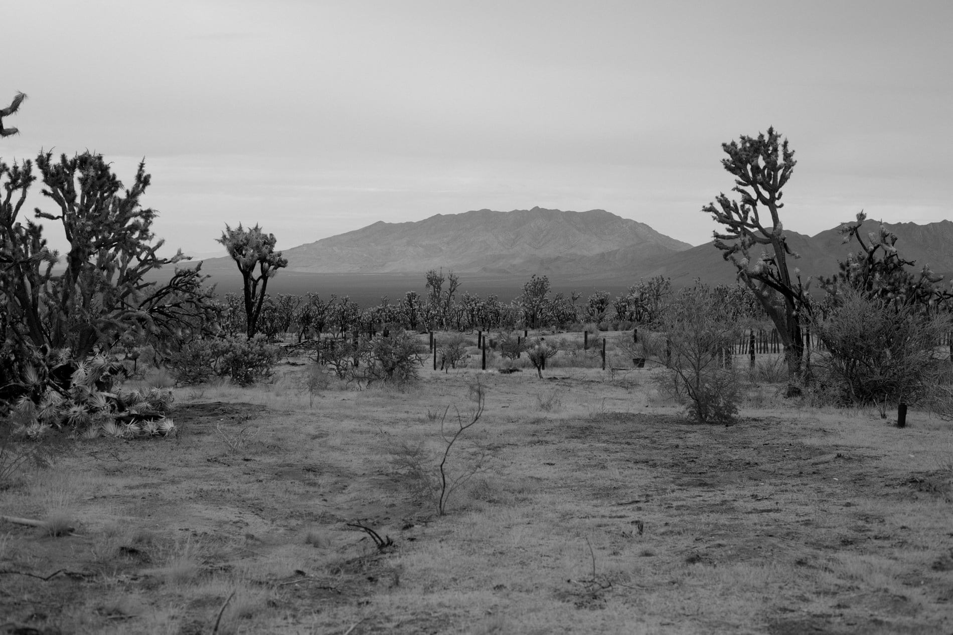 A field of Joshua Trees in the desert.