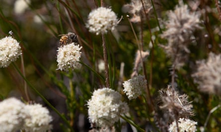 A close-up of a bee on a bulbous white bloom amid many bulbous white blooms on thin green stalks.