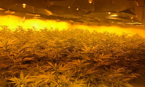 Cannabis plants in the former nuclear bunker in Wiltshire