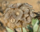 Country diary: A young shieldbug has found a safe place to hide – or so it hopes | Nic Wilson